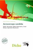 Acrocercops candida Acrocercops candida