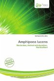 Amphipoea lucens