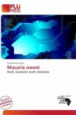 Macaria oweni Macaria oweni
