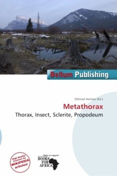 Metathorax