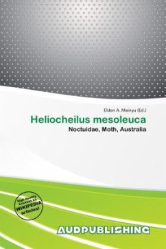 Heliocheilus mesoleuca