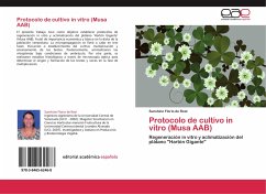 Protocolo de cultivo in vitro (Musa AAB) - Florio de Real, Sunshine