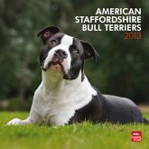 American Staffordshire Bull Terriers 2013 - Original BrownTrout-Kalender (Englisch) Kalender American Staffordshire Bull Terriers 2013 - Original BrownTrout-Kalender (Englisch) Kalender
