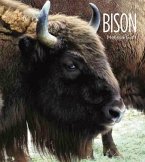 Living Wild: Bison