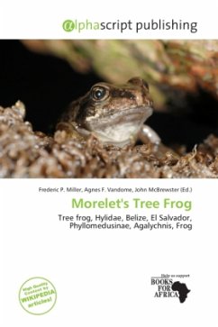 Morelet's Tree Frog