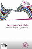 Penstemon Spectabilis