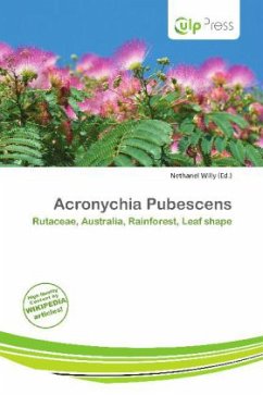 Acronychia Pubescens
