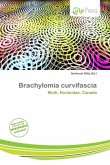 Brachylomia curvifascia