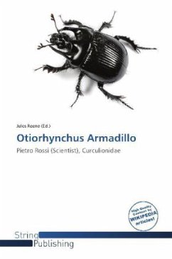 Otiorhynchus Armadillo
