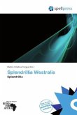 Splendrillia Westralis