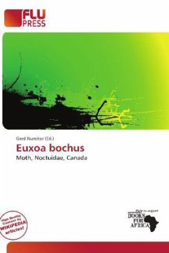 Euxoa bochus