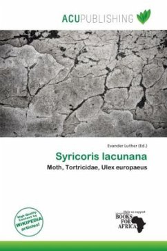 Syricoris lacunana Syricoris lacunana