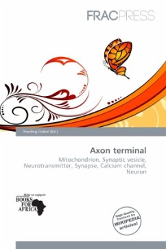 Axon terminal