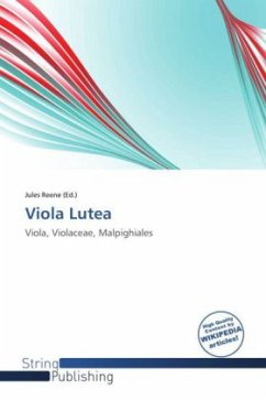 Viola Lutea