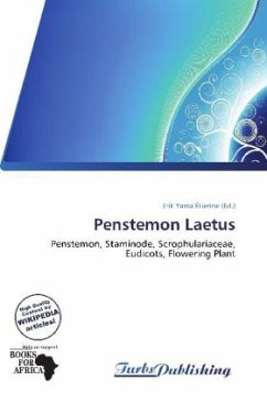 Penstemon Laetus