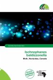 Ischnophanes baldizzonella Ischnophanes baldizzonella