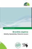 Brenthis daphne Brenthis daphne