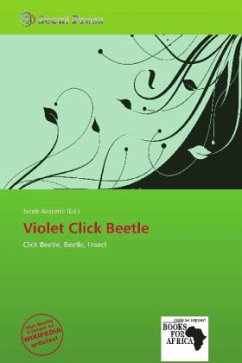 Violet Click Beetle