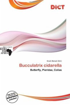Bucculatrix cidarella