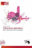 Citheronia splendens
