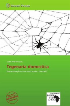 Tegenaria domestica