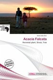 Acacia Falcata