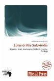 Splendrillia Subviridis