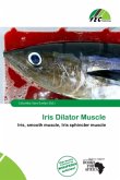 Iris Dilator Muscle