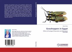 Grasshoppers in Egypt