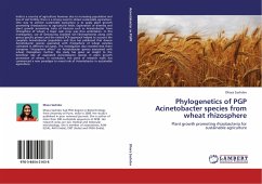Phylogenetics of PGP Acinetobacter species from wheat rhizosphere