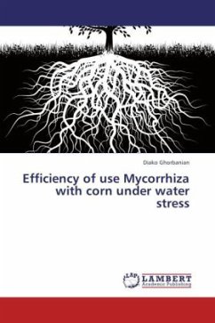 Efficiency of use Mycorrhiza with corn under water stress