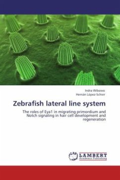 Zebrafish lateral line system