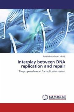 Interplay between DNA replication and repair