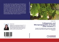 Callogenesis and Micropropagation of Grape (Vitis Vinifera L.)