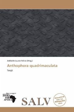 Anthophora quadrimaculata