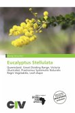 Eucalyptus Stellulata