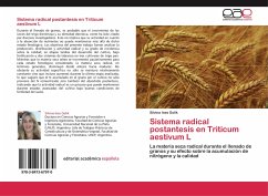 Sistema radical postantesis en Triticum aestivum L - Golik, Silvina Ines