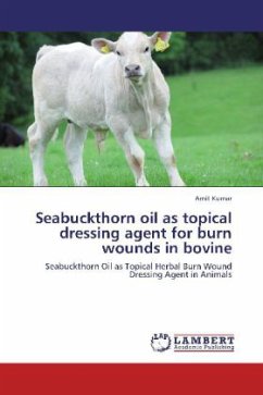 Seabuckthorn oil as topical dressing agent for burn wounds in bovine - Kumar, Amit