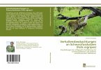 Verhaltensbeobachtungen an Schwarzfusskatzen (Felis nigripes)