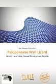Peloponnese Wall Lizard