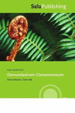 Osmundastrum Cinnamomeum