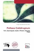 Pellaea Calidirupium