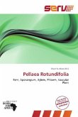 Pellaea Rotundifolia