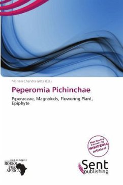 Peperomia Pichinchae