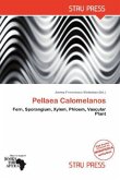 Pellaea Calomelanos