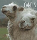 Camels