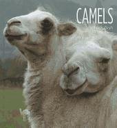 Camels - Gish, Melissa