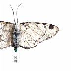 Aun: The Beginning And The