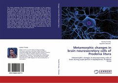 Metamorphic changes in brain neurosecretory cells of Prodenia litura - Trivedy, Kanika;Bahadur, Jagadish