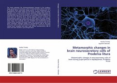 Metamorphic changes in brain neurosecretory cells of Prodenia litura